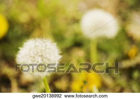 Stock Image - Close-up of dandelion flowers. Fotosearch
