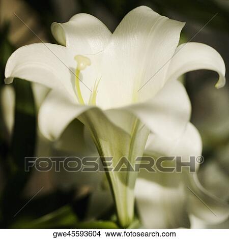 Close-up of Easter lily flowers View Large Photo Image Picture - Close-up of Easter lily flowers. Fotosearch
