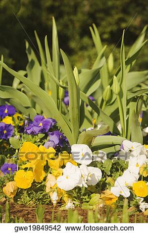 Close-up of flowering plants View Large Photo Image Stock Image - Close-up of flowering plants. Fotosearch