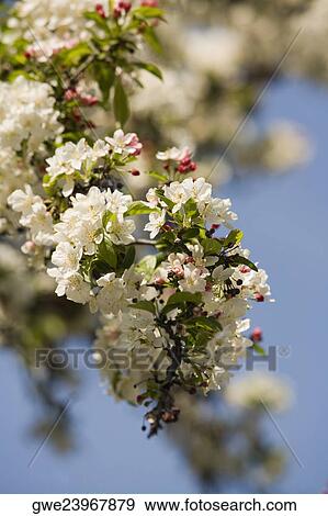 Close-up of flowers blossoming on a branch View Large Photo Image Stock Photo - Close-up of flowers blossoming on a branch. Fotosearch