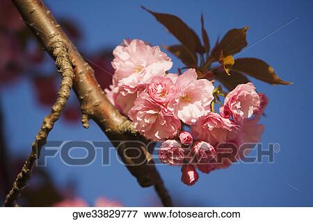 Close-up of flowers blossoming on a branch View Large Photo Image Stock Photo - Close-up of flowers blossoming on a branch. Fotosearch
