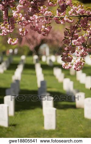 Close-up of flowers in a cemetery, Arlington National Cemetery, Arlington, Virginia, USA View Large Photo Image Stock Image - Close-up of flowers in a cemetery, Arlington National Cemetery, Arlington, Virginia, USA. Fotosearch