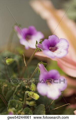 Stock Image - Close-up of flowers. Fotosearch