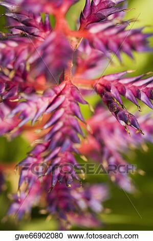 Stock Image - Close-up of flowers. Fotosearch