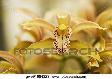 Close-up of flowers View Large Photo Image Stock Image - Close-up of flowers. Fotosearch