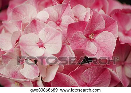 Stock Photo - Close-up of flowers. Fotosearch