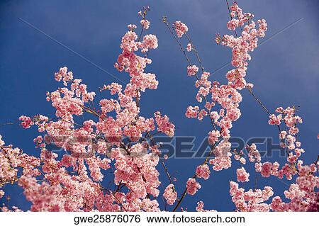 Stock Photograph - Close-up of pink flowers blossoming on a tree. Fotosearch