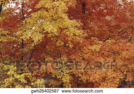 Stock Photo - Close-up of trees. Fotosearch