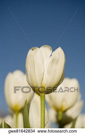 Close-up of tulip flowers View Large Photo Image Picture - Close-up of tulip flowers. Fotosearch