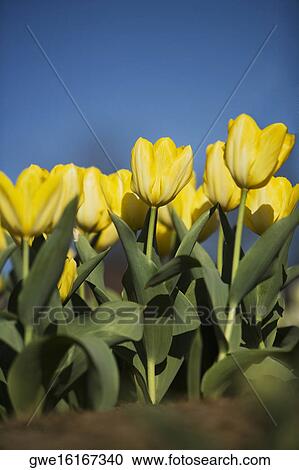 Close-up of tulip flowers View Large Photo Image Stock Image - Close-up of tulip flowers. Fotosearch