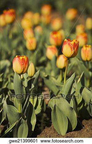 Stock Image - Close-up of tulip flowers. Fotosearch
