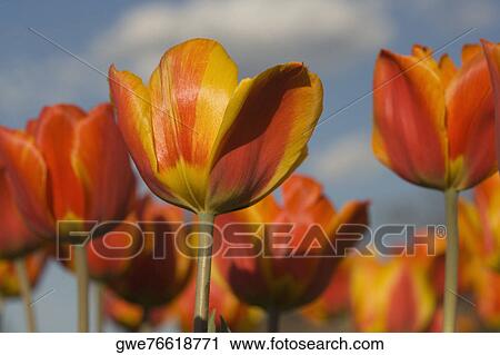Close-up of tulip flowers View Large Photo Image Stock Image - Close-up of tulip flowers. Fotosearch