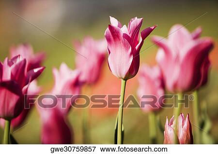 Close-up of tulip flowers View Large Photo Image Stock Photo - Close-up of tulip flowers. Fotosearch