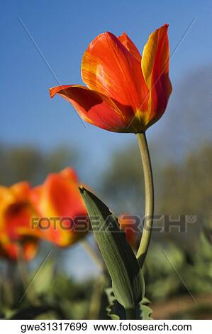 Stock Photo - Close-up of tulip flowers. Fotosearch