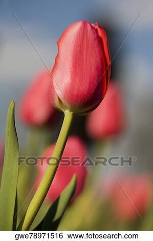 Stock Photograph - Close-up of tulip flowers. Fotosearch