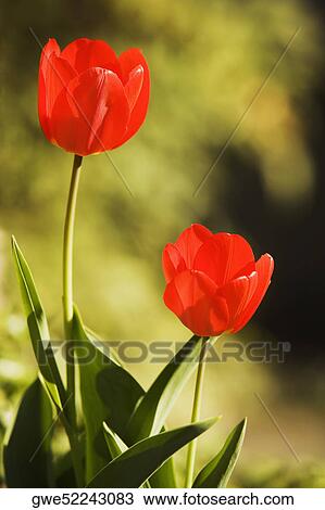 Stock Image - Close-up of two tulip flowers. Fotosearch
