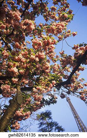 Flowering tree in front of a tower, Eiffel Tower, Paris, France View Large Photo Image Stock Photography - Flowering tree in front of a tower, Eiffel Tower, Paris, France. Fotosearch