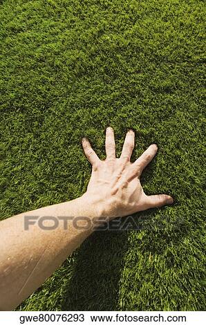 High angle view of a person's hand touching grass View Large Photo Image Stock Image - High angle view of a person's hand touching grass. Fotosearch