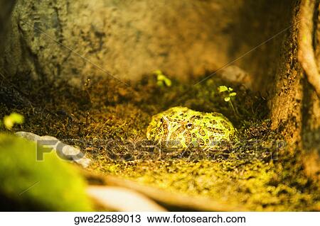 Stock Image - High angle view of a Tree frog. Fotosearch