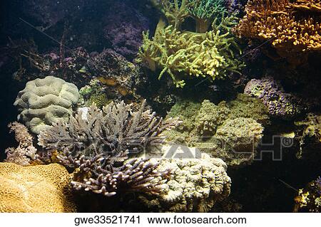 High angle view of coral underwater View Large Photo Image Stock Image - High angle view of coral underwater. Fotosearch