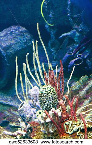 Stock Photo - High angle view of coral underwater. Fotosearch