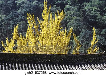 High angle view of trees in a forest View Large Photo Image Stock Photo - High angle view of trees in a forest. Fotosearch