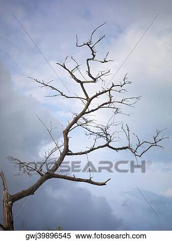 Low angle view of a bare tree View Large Photo Image Stock Photography - Low angle view of a bare tree. Fotosearch
