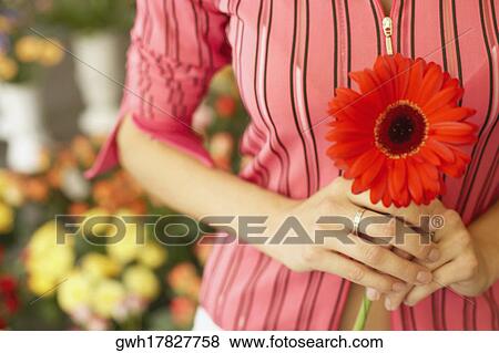 Mid section view of a woman holding a flower View Large Photo Image Stock Photo - Mid section view of a woman holding a flower. Fotosearch