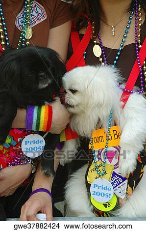 Mid section view of two lesbians holding puppies View Large Photo Image Picture - Mid section view of two lesbians holding puppies. Fotosearch