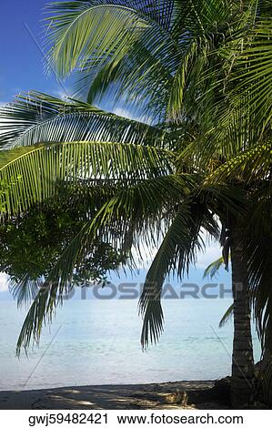 Palm tree on the beach View Large Photo Image Stock Image - Palm tree on the beach. Fotosearch