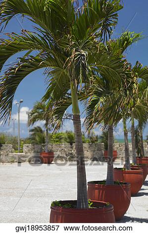 Potted plants in a row, Cartagena, Colombia View Large Photo Image Stock Photo - Potted plants in a row, Cartagena, Colombia. Fotosearch