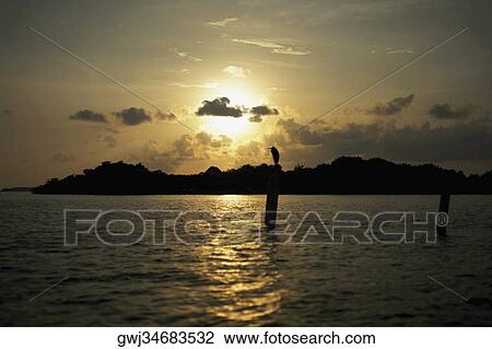 Silhouette of a bird perching on a wooden post in the sea View Large Photo Image Stock Image - Silhouette of a bird perching on a wooden post in the sea. Fotosearch