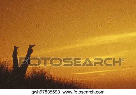 Silhouette of a person upside down View Large Photo Image Stock Image - Silhouette of a person upside down. Fotosearch