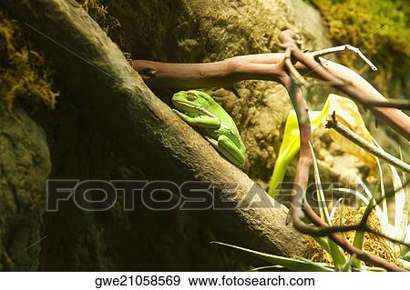 Stock Photo - Tree frog perching on the branch of a tree. Fotosearch