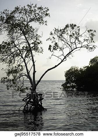 Tree in the sea View Large Photo Image Stock Photo - Tree in the sea. Fotosearch