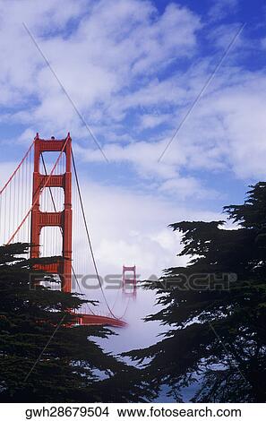 Trees in front of a bridge, Golden Gate Bridge, San Francisco, California, USA View Large Photo Image Picture - Trees in front of a bridge, Golden Gate Bridge, San Francisco, California, USA. Fotosearch
