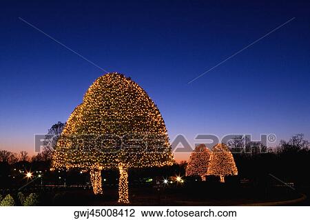 Trees lit up at night, Washington DC, USA View Large Photo Image Stock Image - Trees lit up at night, Washington DC, USA. Fotosearch
