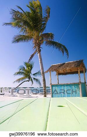 Adirondack chairs and palm tree on the beach View Large Photo Image Stock Photograph - Adirondack chairs and palm tree on the beach. Fotosearch