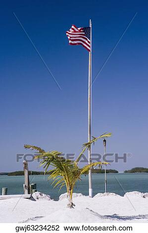 American flag on the beach near a palm tree, Miami, Florida, USA View Large Photo Image Stock Image - American flag on the beach near a palm tree, Miami, Florida, USA. Fotosearch