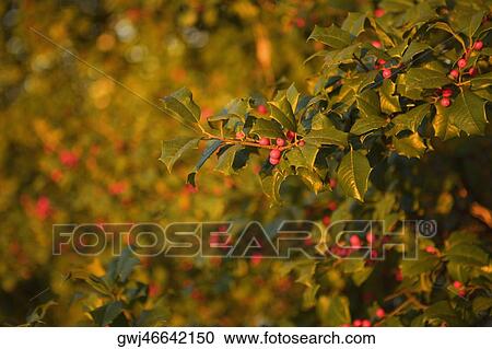 Berry fruits growing on a branch View Large Photo Image Stock Image - Berry fruits growing on a branch. Fotosearch