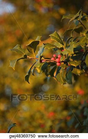 Berry fruits growing on a branch View Large Photo Image Stock Image - Berry fruits growing on a branch. Fotosearch