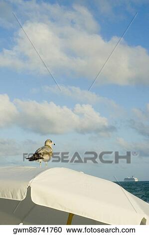 Bird perching on a beach umbrella View Large Photo Image Stock Image - Bird perching on a beach umbrella. Fotosearch