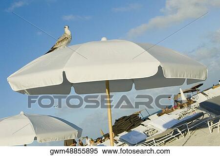 Bird perching on a beach umbrella View Large Photo Image Stock Photography - Bird perching on a beach umbrella. Fotosearch