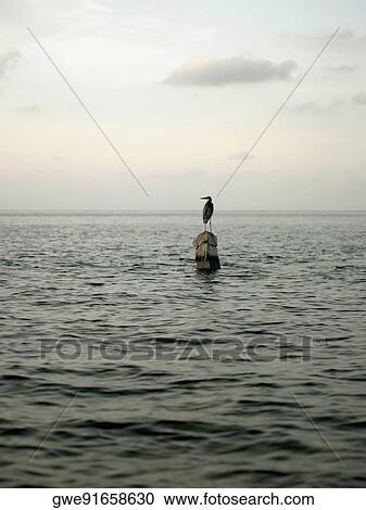 Bird perching on a wooden post in the sea View Large Photo Image Stock Image - Bird perching on a wooden post in the sea. Fotosearch