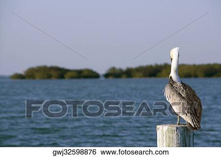 Close-up of a Brown Pelican perching on a wooden post View Large Photo Image Stock Photograph - Close-up of a Brown Pelican perching on a wooden post. Fotosearch
