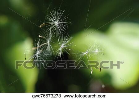 Close-up of a Dandelion View Large Photo Image Stock Photo - Close-up of a Dandelion. Fotosearch
