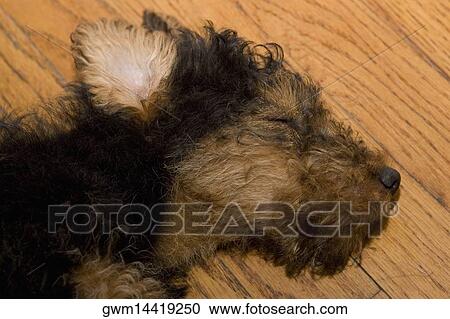 Stock Image - Close-up of a dead dog on a hardwood floor. Fotosearch