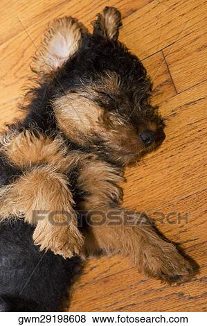 Close-up of a dead dog on a hardwood floor View Large Photo Image Stock Photo - Close-up of a dead dog on a hardwood floor. Fotosearch