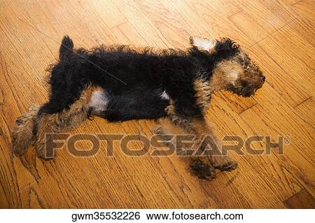Close-up of a dead dog on a hardwood floor View Large Photo Image Stock Photograph - Close-up of a dead dog on a hardwood floor. Fotosearch