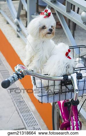 Close-up of a dog sitting on a basket of a bicycle View Large Photo Image Picture - Close-up of a dog sitting on a basket of a bicycle. Fotosearch